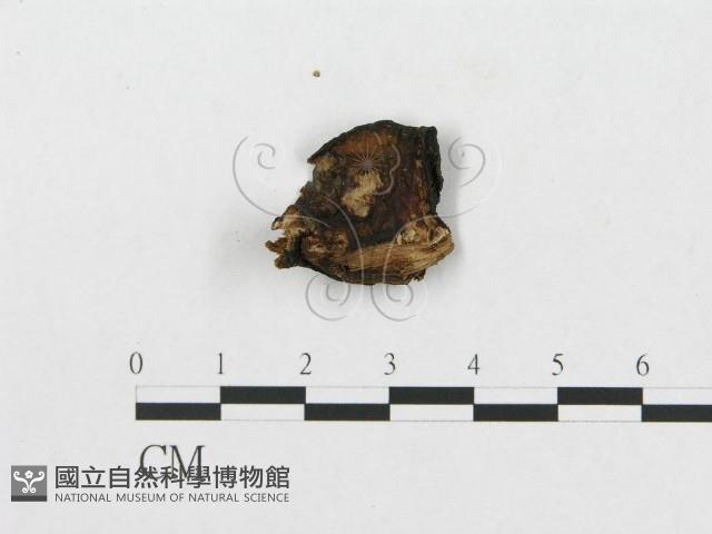 Accession Number:F0008125 Collection Image, Figure 3, Total 4 Figures