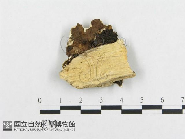 登錄號:F0007125藏品圖，第3張