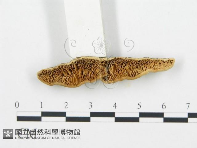 登錄號:F0006025藏品圖，第3張