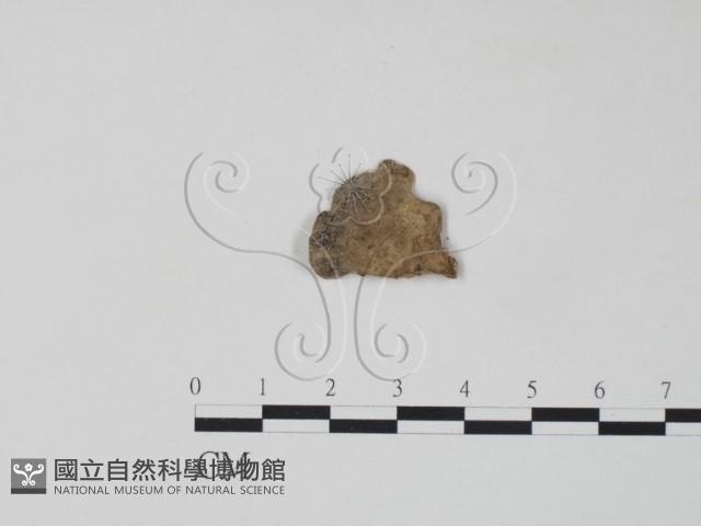 栓菌屬藏品圖，第3張