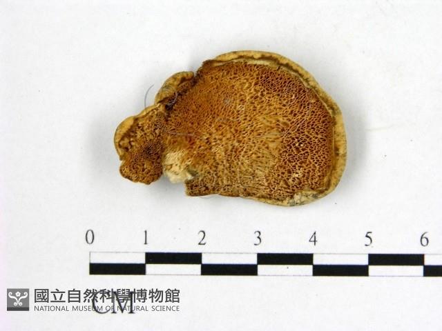 登錄號:F0007025藏品圖，第3張