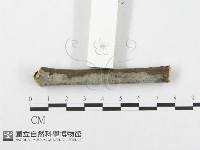 登錄號:F0005025藏品圖，第3張