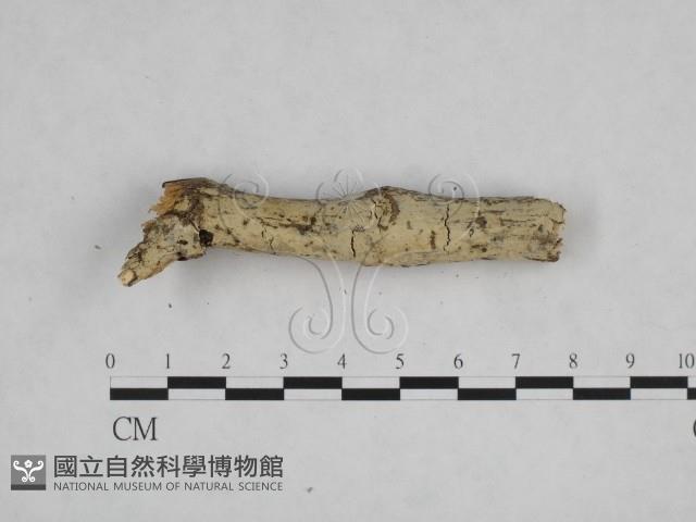 登錄號:F0009025藏品圖，第3張