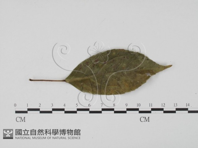 登錄號:F0008325藏品圖，第3張