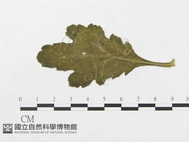 登錄號:F0009325藏品圖，第3張