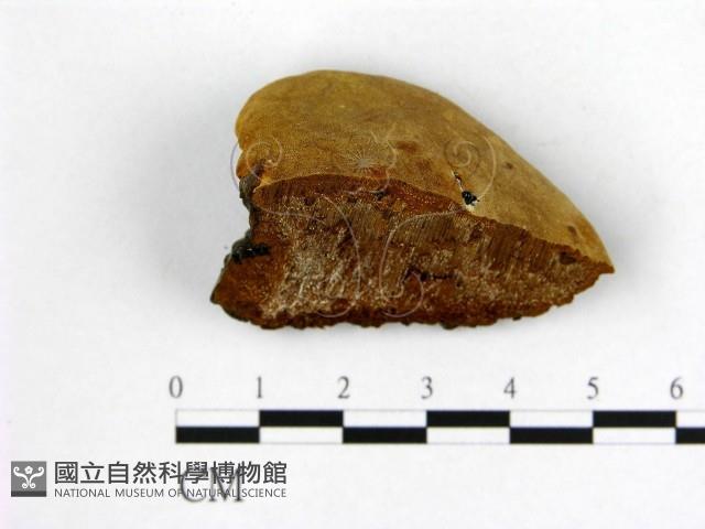 登錄號:F0006205藏品圖，第3張