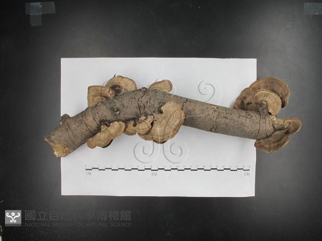 登錄號:F0016205藏品圖，第3張