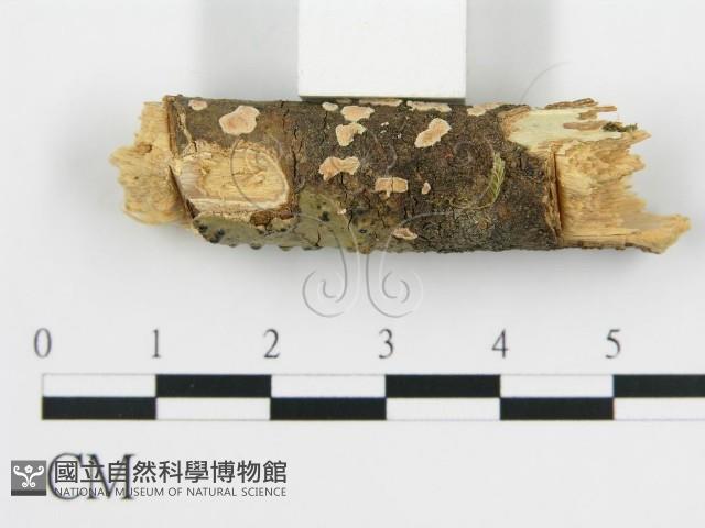 登錄號:F0001205藏品圖，第3張