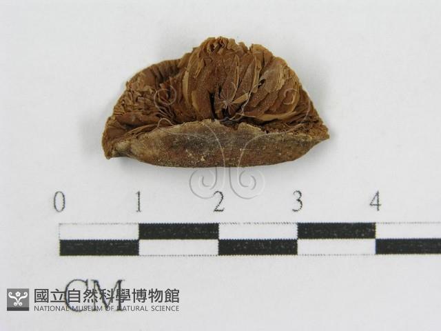登錄號:F0011205藏品圖，第3張
