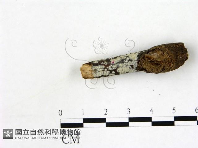 刺皮菌屬藏品圖，第3張