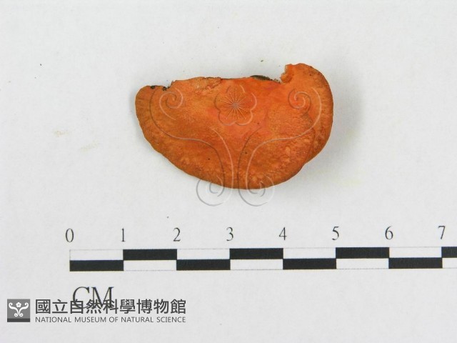 血紅密孔菌藏品圖，第3張
