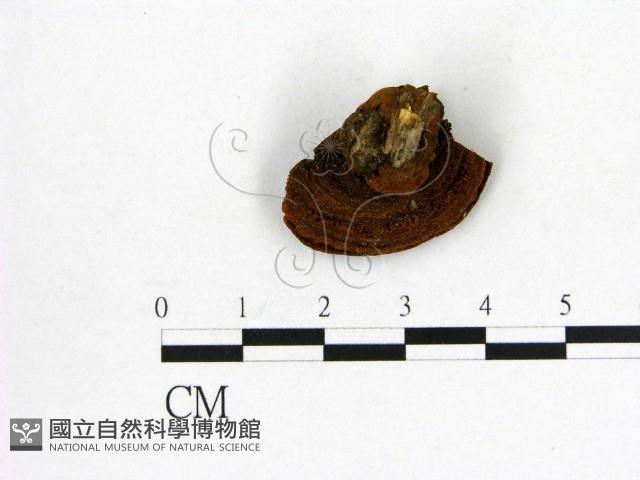 登錄號:F0007205藏品圖，第3張
