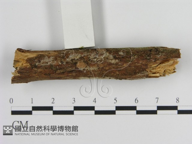 絲皮菌屬藏品圖，第3張