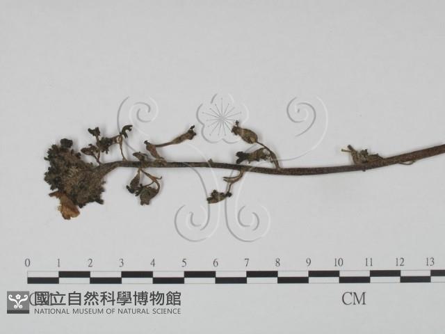 登錄號:F0019205藏品圖，第3張