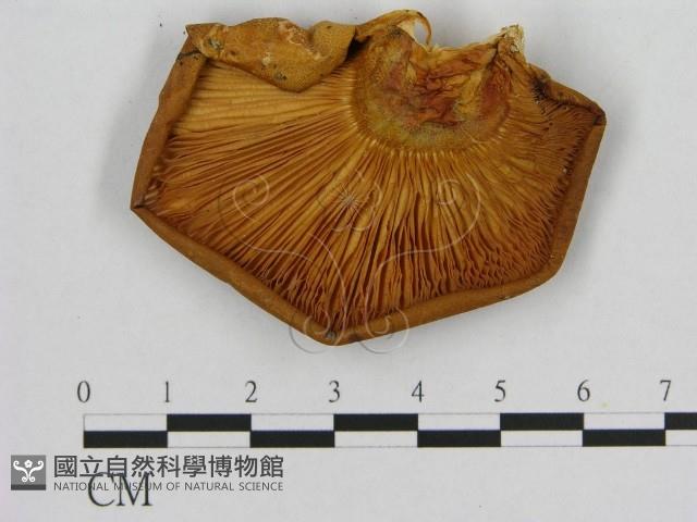 登錄號:F0009605藏品圖，第3張