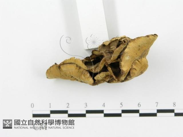 煙管菌藏品圖，第3張