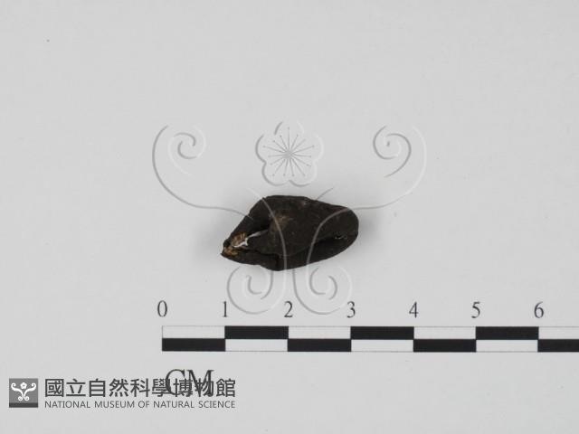 炭角菌屬藏品圖，第3張