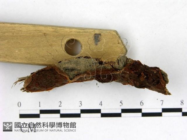 登錄號:F0015405藏品圖，第3張