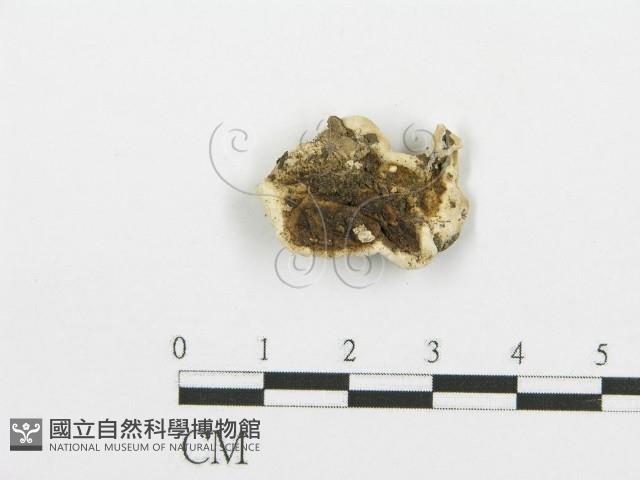 登錄號:F0009405藏品圖，第3張