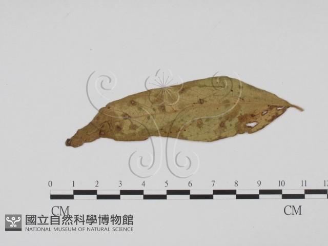 登錄號:F0019405藏品圖，第3張