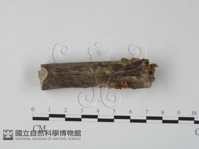 銀耳屬藏品圖，第3張