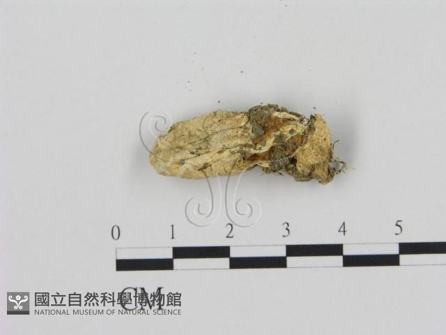 登錄號:F0007505藏品圖，第3張