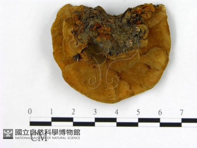 登錄號:F0009505藏品圖，第3張