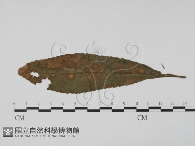 登錄號:F0019505藏品圖，第3張