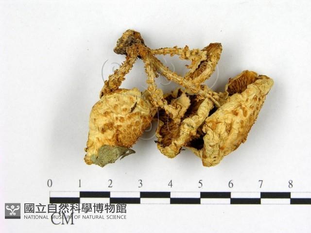 登錄號:F0008105藏品圖，第3張