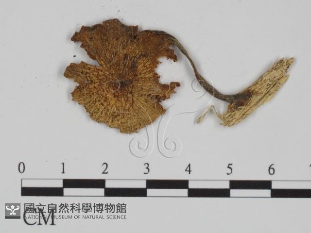 登錄號:F0010105藏品圖，第3張