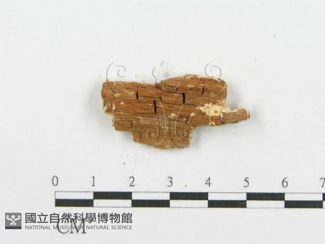 登錄號:F0006105藏品圖，第3張
