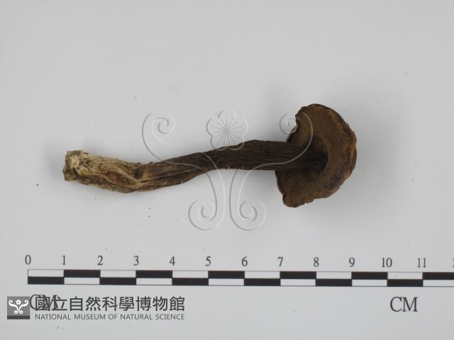 登錄號:F0016105藏品圖，第3張