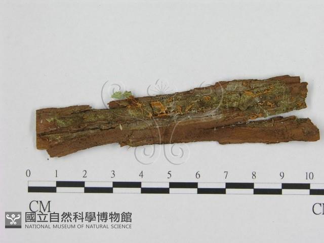 銳孔菌屬藏品圖，第3張