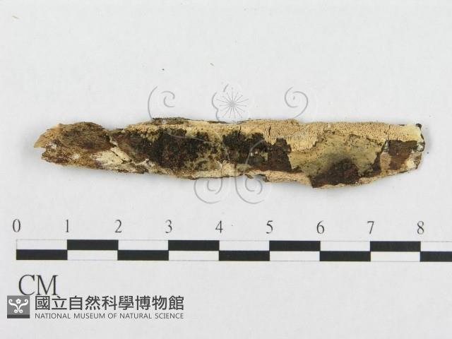 登錄號:F0007105藏品圖，第3張