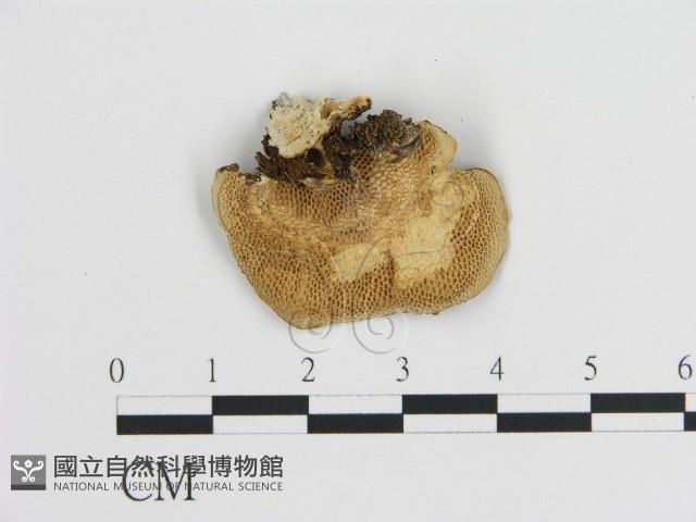登錄號:F0015105藏品圖，第3張