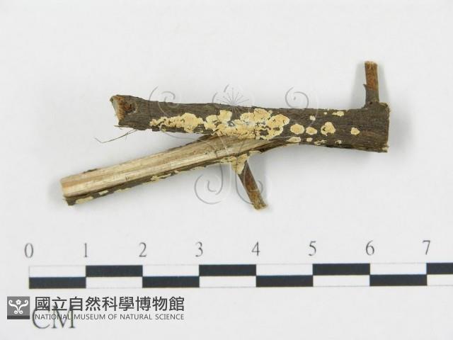 柱擔菌屬藏品圖，第3張