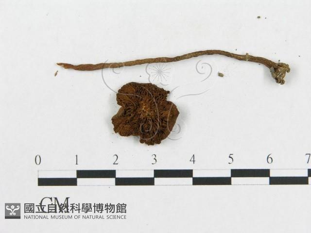 登錄號:F0019105藏品圖，第3張