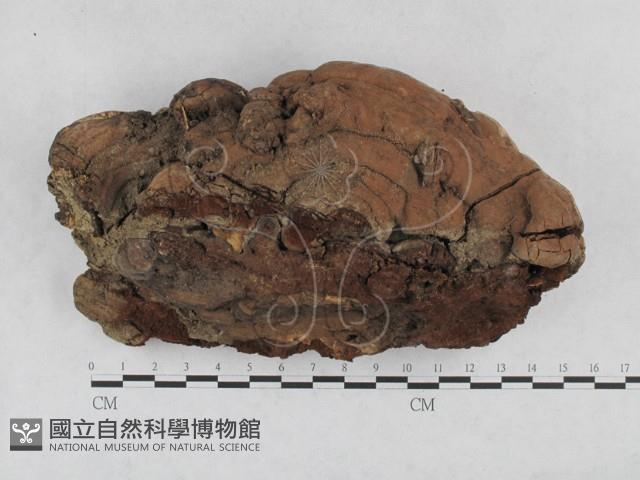 登錄號:F0003105藏品圖，第4張
