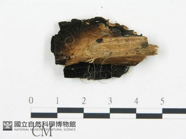 登錄號:F0008005藏品圖，第3張