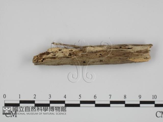 登錄號:F0010005藏品圖，第3張
