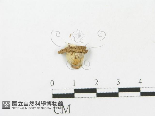 登錄號:F0001005藏品圖，第3張