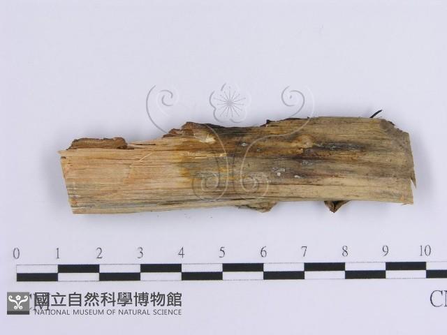 韌革菌屬藏品圖，第3張