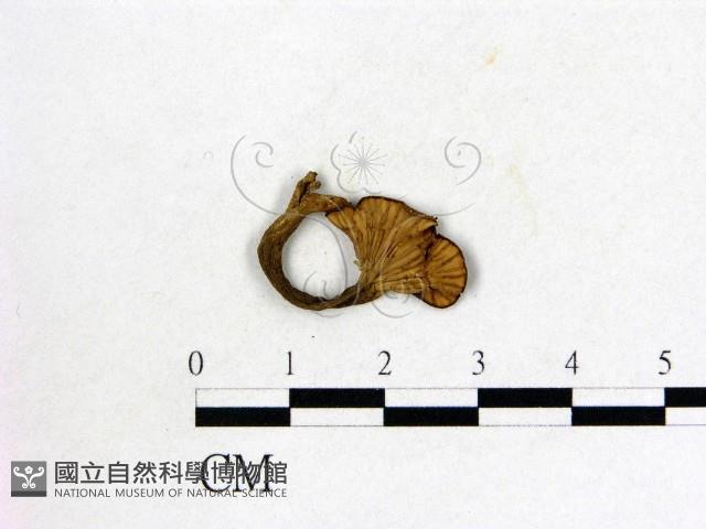 雞油菌屬藏品圖，第1張