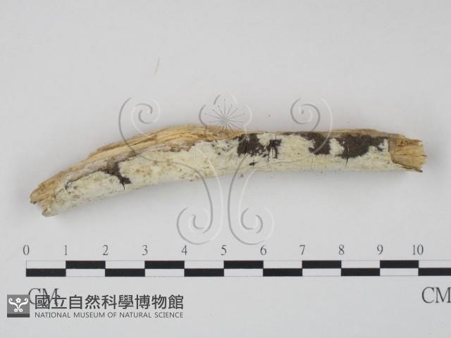 登錄號:F0012005藏品圖，第3張