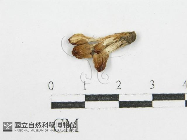 鬼傘屬藏品圖，第3張
