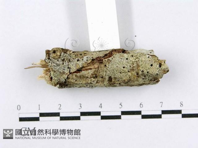 射脈菌屬藏品圖，第3張