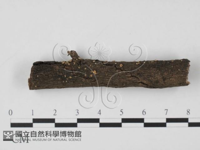 登錄號:F0009005藏品圖，第3張