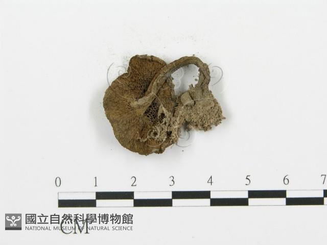 登錄號:F0013005藏品圖，第3張