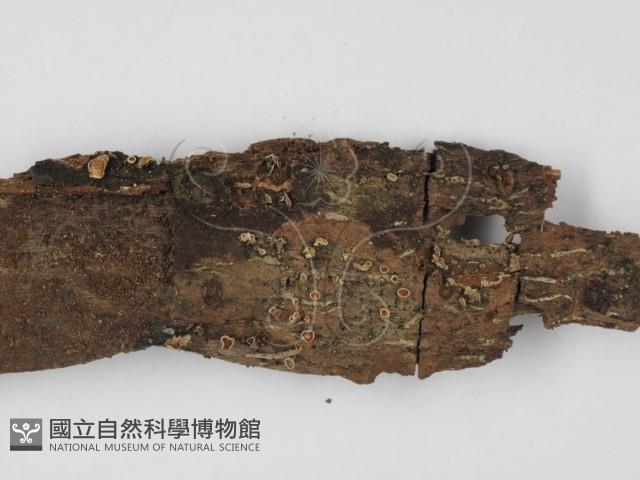 登錄號:F0001305藏品圖，第3張