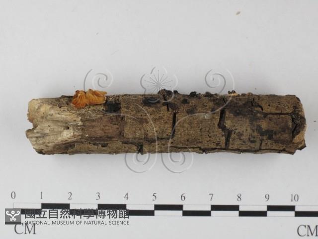 登錄號:F0014305藏品圖，第3張